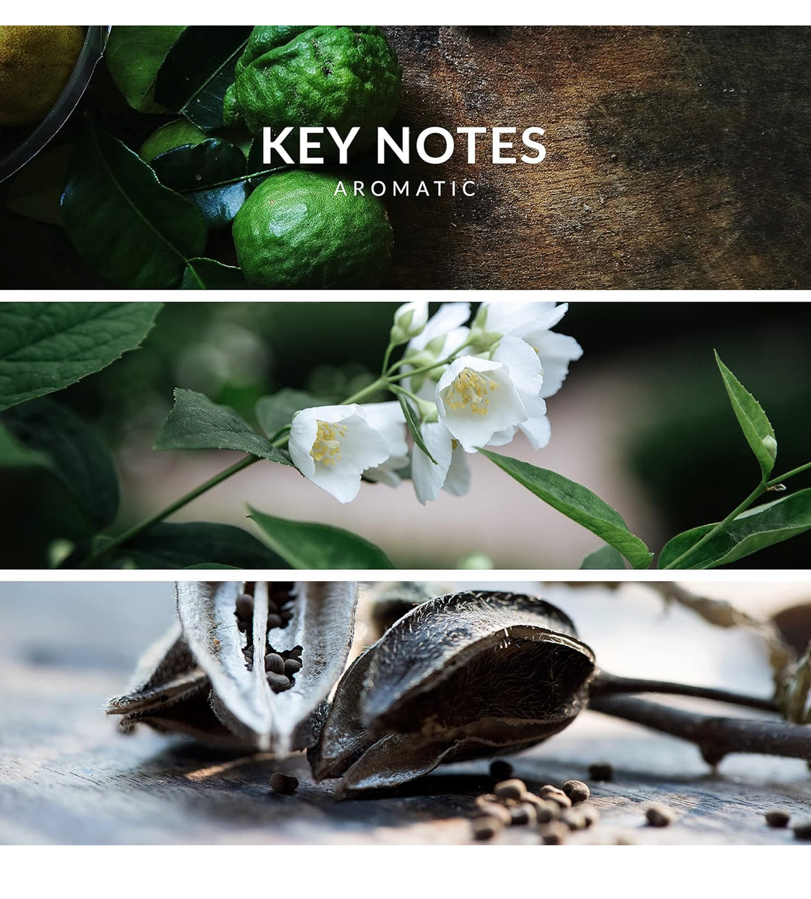 Reyane Tradition Insurrection Pure